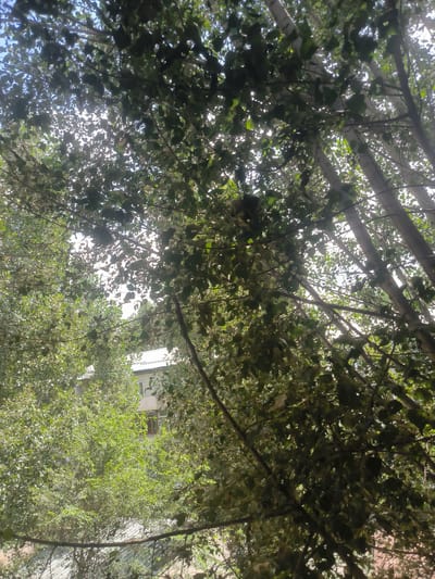 The image depicts a view looking up through dense green foliage towards the sky. Sunlight filters through the leaves, creating dappled light and shadows. Several tree trunks are visible, leaning at an angle. In the background, through a break in the trees, a building with white siding and windows can be seen. The building appears to be a residential structure, possibly a house or apartment building. The overall impression is one of a sunny day in a natural setting, with hints of human habitation. The time of day is likely daytime, given the bright sunlight. The weather appears to be clear and sunny. The location context suggests the scene is in Askar Tokpanov village, Kazakhstan. There is no visible text in the image.