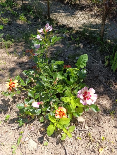 A low-angle, full shot captures a vibrant rose bush blooming in the soil of what appears to be a yard, possibly in Nikolichevtsi, Bulgaria. The bush, with its lush green leaves and thorny stems, showcases multiple flowers in various stages of bloom. Some flowers are fully open, revealing delicate pink and white petals with striking red centers, while others are still buds or past their prime, with wilting petals. The ground surrounding the bush is a mix of dry soil, scattered twigs, and sparse green grass, with a chain-link fence visible in the background, suggesting a property boundary. The sunlight creates dappled shadows across the scene, highlighting the textures of the foliage and the ground. No people are present in the image.