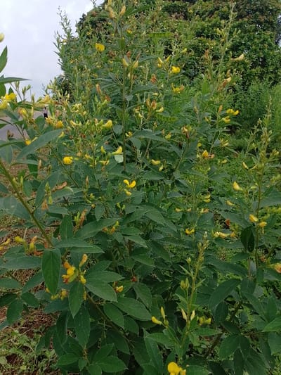 A dense, flowering shrub, consistent with *Cajanus cajan* (pigeon pea), occupies the majority of the frame in an outdoor setting in Ugwolawo, Nigeria. The plant features numerous bright yellow papilionaceous flowers in various stages of bloom and senescence, interspersed among abundant dark green trifoliate leaves on its vertical stems. To the far left, a paved surface, likely a road or path, is visible, with a single, indistinct human figure standing or walking in the distant mid-ground. The background consists of lush green foliage and trees. The sky above is overcast, and the immediate foreground at the lower left shows dry soil with sparse ground vegetation. No direct interactions or specific actions are clearly discernible.