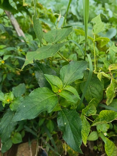 A vertical close-up photograph displays dense green foliage in Bình Hải, Vietnam. The scene is dominated by various broad-leafed plants, exhibiting different shades of green, suggesting an outdoor, vegetated environment. A small, bright yellow arachnid, likely a crab spider, is visible near the center of the frame, positioned motionless on the upper surface of a vibrant green leaf. Several other small, yellow flower buds or blooms are sparsely distributed among the leaves, predominantly in the background and to the left. The leaves show natural textures, minor irregularities, and some evidence of past insect activity, such as small bites. No human subjects, man-made objects, or observable actions are present in the frame.