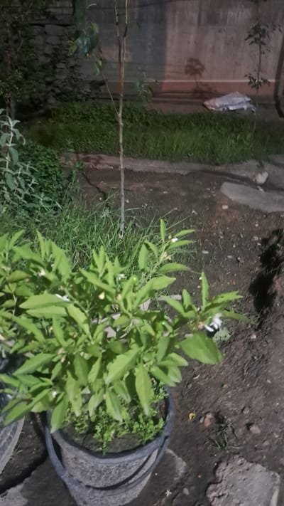In Sülüktü, Kyrgyzstan, an outdoor scene depicts a dimly lit area with a potted plant in the foreground. The plant, with vibrant green leaves, is contained within a dark, textured bucket, possibly made of plastic or similar material. Tiny white flowers are visible on some of the plant's branches, and small green fruits are also present. The plant sits on dark, loose soil, interspersed with small patches of green vegetation. Behind the plant, a thin, light-colored sapling stands vertically, its branches bare of leaves. Further in the background, a stone wall forms a textured backdrop. Adjacent to the wall is a strip of green grass, and beyond that, a darker, rougher ground surface. A white, tarp-like object lies on the ground near the wall, casting a faint shadow. The overall lighting suggests the image was taken at night or in low-light conditions.