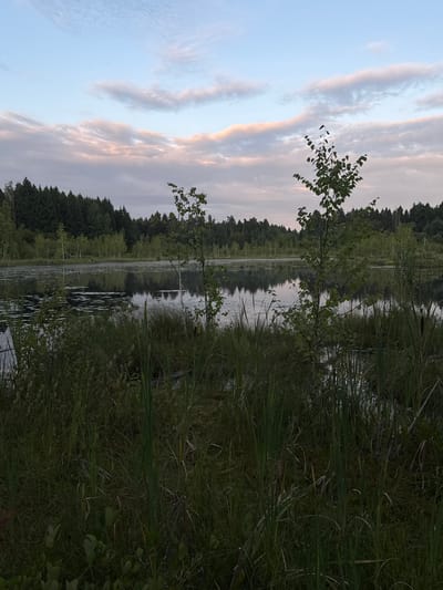 The image depicts a serene natural landscape at the edge of a lake in Pchelka, Russia. The foreground is dominated by dense, lush green vegetation, including tall reeds and various grasses, with some broad leaves visible at the very bottom. This vegetation creates a natural border to the tranquil water.
The lake itself is calm, reflecting the surrounding trees and the sky above. Patches of water lilies or similar aquatic plants dot the surface of the water. In the middle ground, a dense line of trees, primarily evergreens with some deciduous trees interspersed, forms the shoreline of the lake. The trees are dark green and create a textured backdrop.
The sky above is a soft blue, transitioning into lighter shades towards the horizon. Wispy clouds, tinged with pink and pale orange from what appears to be the setting or rising sun, drift across the sky. The overall impression is one of peacefulness and natural beauty, characteristic of the rural environment of Pchelka. There are no people or man-made structures visible in the image.