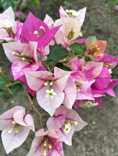 This is a close-up, eye-level, overhead shot of a cluster of bougainvillea flowers. The flowers are a mix of vibrant fuchsia and softer pinks, with some petals showing variegated patterns. Small, delicate white and yellow florets are visible at the center of some of the blooms. The background is a blurred, out-of-focus mix of green foliage and a gray, textured surface, likely concrete or pavement. There is no indication of the city of Cotseurani, Indonesia within the image.
