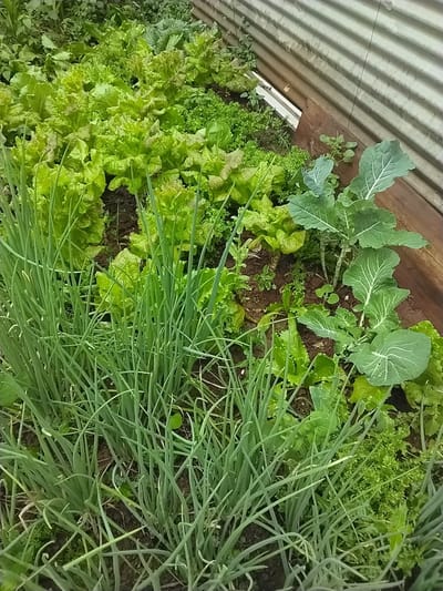 The image shows a close-up view of a raised garden bed filled with a variety of green vegetables. In the foreground, a dense patch of green onions with long, slender stalks dominates the lower left quadrant. Behind the onions, and extending to the mid-ground, are several rows of leafy lettuce plants, some with reddish-brown tinges on their edges. To the right of the lettuce, and further into the mid-ground, a few young plants with broad, ribbed green leaves, possibly kale or collard greens, are visible.

The garden bed appears to be contained by a wooden structure, with a corrugated metal siding visible along the right edge of the image. The ground within the garden bed is dark soil, with some fallen leaves or debris scattered around. The lighting suggests it is daytime, with natural light illuminating the scene. There are no people visible in the image.

The overall scene depicts a well-tended vegetable garden. The presence of multiple types of leafy greens and onions suggests a harvestable garden. The location context is Laranjal Paulista, Brazil, which implies a warm climate suitable for growing these vegetables. No text is visible in the image.