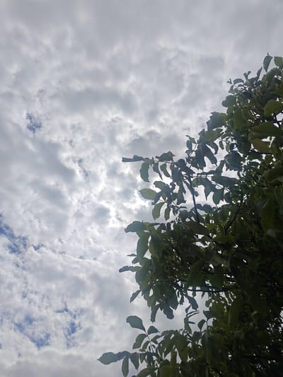 An upward-facing shot shows a cloudy sky with some glimpses of blue. On the right side of the frame, the dark green leaves and branches of a tree are visible, partially obscuring the sky. The image was taken in Colonița, Moldova.