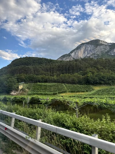 This is a landscape photograph taken in Mezzolombardo, Italy. The scene depicts a steep, tree-covered mountainside on the left, with a textured, rocky face visible near the top. The mountain slope transitions into a meticulously cultivated vineyard stretching across the mid-ground and right side of the image. The vineyard is characterized by neat rows of vines supported by wooden stakes and trellises. Beyond the vineyard, lush green foliage and trees are abundant.

In the foreground, a metal guardrail, commonly found along roadsides, runs diagonally across the right of the frame, suggesting the viewpoint is from a vehicle or a path adjacent to a road. The sky is a vibrant blue with scattered white cumulus clouds, indicating fair weather. The lighting suggests it is daytime, likely late morning or afternoon, with the sun casting subtle shadows.

No people are visible in the image. The overall impression is one of a scenic, rural environment where agriculture and nature coexist harmoniously. The location cues, such as the vineyard and the mountain topography, combined with the given location context, strongly suggest an alpine or pre-alpine region in Italy. There is no visible text in the image.
