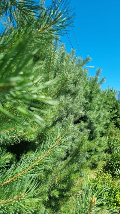 The image is a close-up, eye-level shot of dense green pine branches against a clear blue sky. The foreground is dominated by sharply focused pine needles and branches, with a blurred pine branch in the upper left corner. In the background, more pine trees are visible, along with some lower green foliage. A street light and power lines are also present in the sky. The overall impression is one of natural greenery under a bright, sunny sky. The specific location in the city of Verzilovo, Russia, is not visually represented in the image itself.