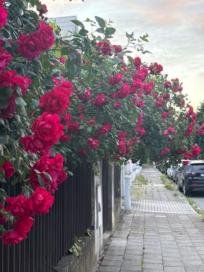 A dense bush of vibrant red roses with green foliage arches over a dark metal fence and a concrete sidewalk in Olomouc, Czechia. The sidewalk is lined with parked cars on the right and white-topped posts and a building facade on the left. The sky above is overcast with hints of pink and orange, suggesting it is either dawn or dusk.