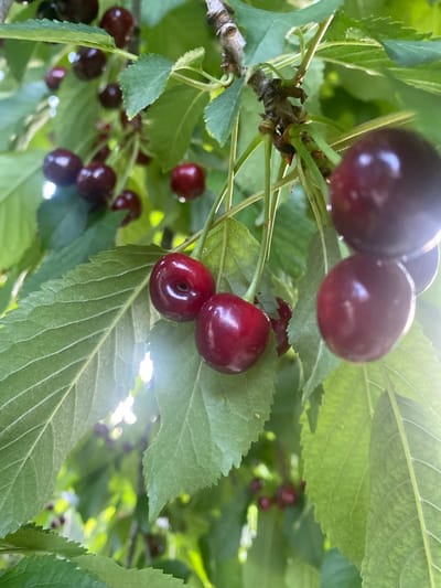 A close-up, vertical, outdoor, eye-level shot captures ripe cherries on the branch of a tree. The cherries are a deep red, glossy, and appear plump. The leaves surrounding the fruit are green and slightly out of focus, creating a shallow depth of field. The sunlight filters through the leaves, casting bright spots and lens flare across the image. No people or specific landmarks of Vălcineț, Moldova, are visible. The scene is focused solely on the cherries and their immediate natural surroundings.