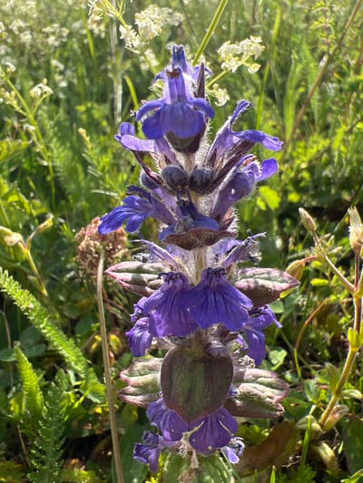 A close-up, vertical shot captures a cluster of vibrant purple flowers in bloom, set against a blurred backdrop of green foliage and white flowers. The main subject, a stalk of purple flowers, occupies the center of the frame, with individual blooms exhibiting a tubular shape and delicate petals. The flowers are covered in a fine, fuzzy texture. The background is a soft diffusion of greens and whites, suggesting a natural outdoor setting, likely a meadow or garden. No people or specific landmarks are visible. The image appears to be taken in Motički gaj, Montenegro.