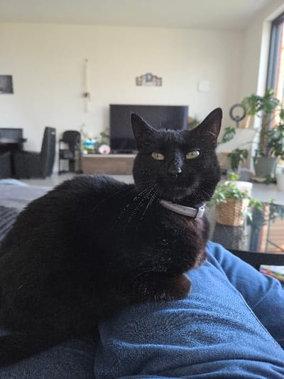 The image displays a black domestic cat with yellow-green eyes and a light-colored collar, positioned in the foreground. The cat is seated on the lap of an individual, whose legs and lower torso are visible, clad in blue denim-textured trousers and a blue long-sleeved garment. The cat is oriented towards the viewer. The background reveals an indoor living space with light-colored walls. A large, dark-colored flat-screen television is centered on a wooden media console. To the left, dark-colored seating furniture is partially visible. To the right, multiple potted plants and a circular light fixture are present, adjacent to a window providing natural light. Several decorative items are mounted on the wall above the television. The scene is located in Eeklo, Belgium.
