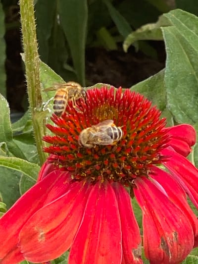 A close-up, eye-level, outdoor photograph shows two bees on a vibrant red coneflower in Gablitz, Austria. The bee in the foreground, slightly to the left, is positioned on the central disc of the flower, facing downwards. Its abdomen is striped with alternating bands of dark brown and yellow-orange. The second bee is located on the same central disc, just below and to the right of the first bee, also facing downwards. This bee's body is lighter in color with visible segmentation. The flower's petals are a rich red, radiating outwards from the central structure. The background consists of blurred green foliage and hints of darker shadows, suggesting a natural, garden environment. The overall lighting is bright, highlighting the details of the bees and the flower.