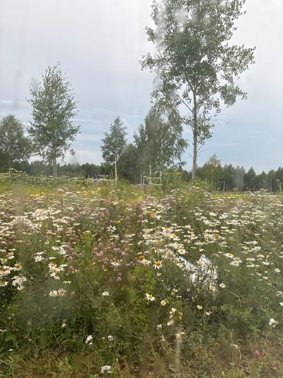 The image depicts a field of wildflowers, predominantly daisies with some pink clover, under a bright, overcast sky. Several tall, slender trees with green foliage are visible on the left side of the frame, interspersed with a line of darker, denser trees in the background. The overall scene suggests an outdoor, natural setting, possibly a meadow or countryside, located in or near Залесная, Russia.

In the middle of the flower field, a white object with blue accents is partially visible, nestled amongst the blossoms. Its nature is unclear from the image alone, but it appears to be a bag or some kind of container. There is a sense of stillness and natural beauty, with the soft focus and diffused light contributing to a gentle atmosphere.

The lighting suggests it is daytime, though the cloudy conditions create a somewhat muted and even illumination. There is no clear indication of a specific event taking place; rather, the image captures a tranquil moment in nature. The presence of water droplets or a similar visual obstruction on the lens or surface through which the photo was taken adds a textural layer to the image, giving it a slightly hazy or impressionistic quality. No visible text is present in the image.