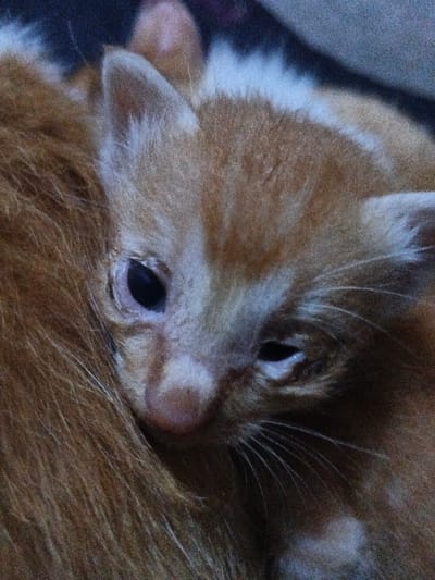 A close-up shows a ginger kitten resting against another ginger cat. The kitten's left eye is fully open, displaying a dark pupil, while its right eye is partially closed. A small, pink nose is visible. The kitten's fur is soft and fluffy, and its whiskers are delicate and white. White fur marks the top of its head. The other cat's fur, appearing coarse, provides a comforting backdrop.
