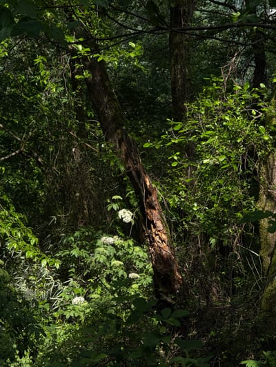 The image shows a forest scene, likely located in a wooded area near Sergey-Pole, Russia. A fallen tree trunk lies horizontally across the frame, surrounded by lush green foliage, various types of plants, branches, and small white flowers. The lighting is dappled, creating patches of light and shadow.