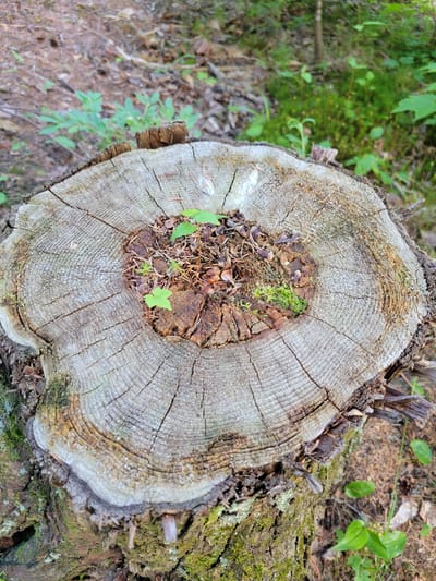 The image shows a close-up, high-angle view of a tree stump in a forest. The stump's surface displays prominent growth rings and is weathered, with a rough, greyish-brown texture. In the center of the stump, a small cavity is filled with soil, pine needles, and moss. Two small green seedlings are growing within this cavity. The sides of the stump are covered in moss and bark, with some visible fungi. The background is blurred, showing a forest floor with fallen leaves, pine needles, and some green vegetation. The lighting suggests an outdoor environment during the day. There are no people or animals visible in the image, and no specific landmarks indicating a precise location within Shawinigan, Canada, are discernible.