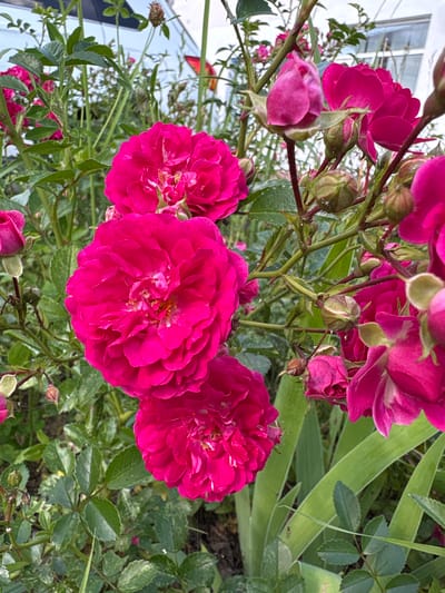 A close-up, high-angle, vertical, outdoor photograph displays a cluster of vibrant pink roses in bloom, along with several closed rose buds. The roses are the primary subjects, with their petals unfurling in a ruffled, layered pattern. The color is a deep, saturated pink, with some lighter pink or white variations in the center of the open blooms. The foliage consists of dark green leaves, some appearing slightly variegated with lighter green or yellow splotches. The background is a blur of greenery, suggesting more plants and the natural environment. The image is well-lit, likely by natural daylight, highlighting the textures and colors of the flowers. There is no discernible activity or people in the frame, focusing solely on the botanical subjects. The scene appears to be a garden or natural setting. There is no information within the image to place it specifically in the city of Bahushewsk, Belarus.