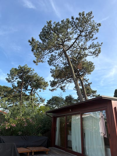 In Lège-Cap-Ferret, France, a two-story contemporary house features a wooden deck with two small wooden tables, one covered by a black tarp. To the right, a building with large glass windows and doors, finished in dark red wood, reflects the surrounding greenery and sky. The windows are partially obscured by white curtains. Beyond the deck and building, lush vegetation, including flowering pink oleander bushes, provides a vibrant contrast to the natural tones of the house. Towering pine trees dominate the background, their branches reaching towards a clear blue sky with wispy white clouds.