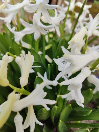 The image presents a close-up, high-angle view of a dense cluster of white flowering plants, identified as hyacinths, growing outdoors in Dolno Sahrane, Bulgaria. Numerous white florets, ranging from fully bloomed with distinct petals to partially opened, bell-shaped buds with subtle cream-yellow interiors, are visible on green stalks. The florets are distributed throughout the frame, with some in sharp focus in the foreground and others softly blurred in the background. Beneath and surrounding the flowers are multiple broad, deep green, strap-like leaves with visible venation. The lighting suggests natural daylight. No individuals, man-made objects, or specific actions are depicted within the frame.