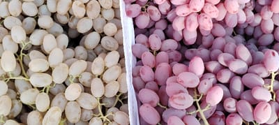 Two varieties of grapes fill the frame, separated by a white divider. On the left, pale green grapes cluster together, their surfaces matte. To the right, a heap of rosy-purple grapes offers a stark contrast. Both types exhibit a similar oblong shape and waxy bloom, suggesting a shared genetic lineage or similar growing conditions. The clusters intertwine, revealing bits of green stems and a sense of freshly harvested abundance.
