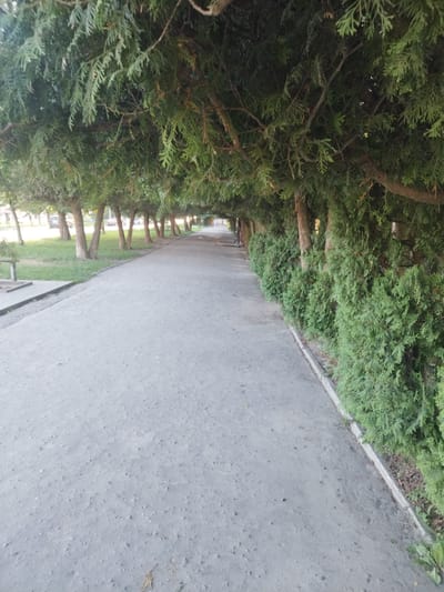 The image shows a paved pathway lined with trees and bushes, likely in Novyi Rozdil, Ukraine. The pathway appears to be made of asphalt or concrete and is bordered by a concrete curb. On the left side of the pathway, there is a grassy area with several trees with light-colored trunks and green foliage. On the right side, a dense line of evergreen bushes creates a hedge effect. The trees overhead form a canopy, casting shadows on the path. In the distance, a person is visible on a bicycle on the pathway. The overall scene depicts a well-maintained outdoor area, possibly a park or a residential street, suggesting a pleasant environment.