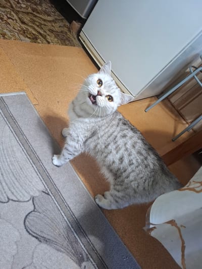 A grey and white tabby cat with yellow eyes is looking up at the camera with its mouth slightly open. The cat is standing on a speckled brown floor. To the left of the cat is a white refrigerator. Behind the cat, there is a wooden table with a beige patterned tablecloth draped over it. The background also shows wooden vertical planks and metal legs of a chair or table. A grey rug with a striped pattern is visible in the foreground. The image appears to have been taken indoors.