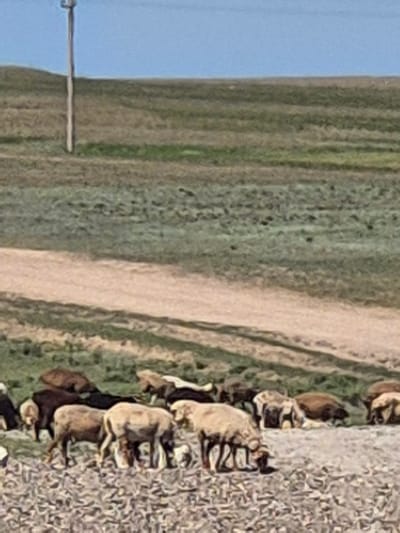 A flock of sheep is grazing in a rural landscape. The sheep are of various colors, including white, brown, and black. They are scattered across a rocky, uneven terrain. In the background, there is a dirt road and a grassy hillside. A single utility pole stands on the left side of the image. The sky is clear and blue. The overall scene depicts a pastoral setting in what is likely the Новоишим ауылдық округі, Kazakhstan.