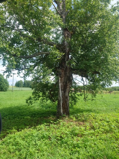 This is a full-shot, eye-level, vertical, outdoor, daytime, natural light, medium-distance photograph taken in Alavere, Estonia. The image features a large, old, gnarled tree with a thick, textured trunk dominating the center of the frame. The tree is covered in lush, green foliage, with branches extending outwards. The trunk shows signs of age, with deep crevices and some bark missing. The ground around the tree is covered in dense, green grass and other low-lying vegetation. In the background, a green field stretches out, with a line of trees in the distance. There are also utility poles visible in the middle ground. The sky is visible through the leaves of the tree, with some blue sky and white clouds. The overall scene depicts a rural landscape with a prominent, mature tree.