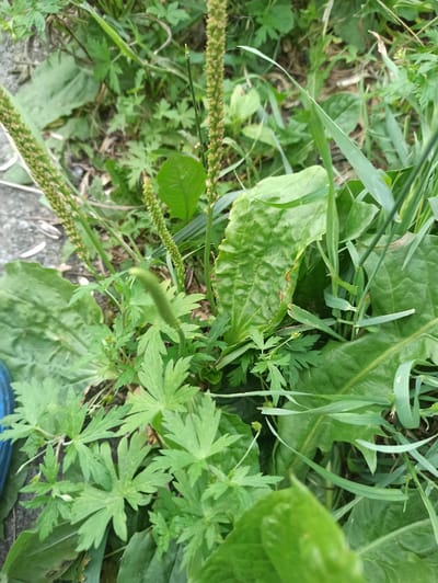The image shows a close-up of green foliage and seed stalks, indicative of a plant growing in a natural or semi-natural environment. The plants are dense and varied in their leaf structure, with some broad leaves and others more finely divided. Among the greenery, several elongated, textured seed stalks are visible, suggesting a stage of plant development where seeds are forming or have formed. The background consists of more of the same vegetation, with hints of grey, possibly concrete or stone, suggesting an outdoor location. The overall impression is one of a wild or uncultivated plant growing in a common area. There are no people, animals, or man-made objects prominently displayed, except for a sliver of what appears to be a blue object on the left edge of the frame, possibly a piece of footwear or equipment. The lighting suggests it is daytime. Without further information, it is impossible to specify the exact location within the city of Promyshlennaya, Russia. However, the scene depicts a common urban or suburban green space where such plants would naturally occur.