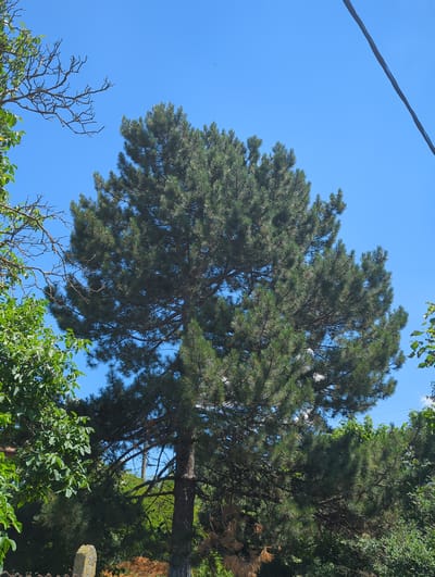 The image depicts a clear, bright, sunny day in Kozare, Bulgaria, with a vibrant blue sky as the dominant background. A large, mature pine tree with dense, dark green needles occupies the central portion of the frame, its branches spreading widely. To the left, the bare, intricate branches of another tree, possibly deciduous, are visible against the sky, along with lush green foliage from nearby trees. A thin, dark power line cuts diagonally across the upper right quadrant of the image, suggesting the presence of human infrastructure. The lower part of the scene reveals a mix of green vegetation, including the lower trunk of the pine tree, and hints of other plants and possibly a fence. The overall atmosphere is one of a natural outdoor environment under a clear sky.
