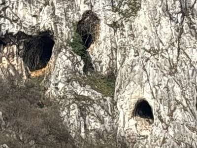The image displays a rugged, light-colored rock face, identified as a cliff, located near Lyutibrod, Bulgaria. Three distinct dark openings, consistent with cave entrances, are visible within the textured rock. The largest opening is positioned on the left, featuring an irregular shape and revealing significant depth. A second, smaller, and more rounded cave entrance is situated in the lower right section of the image. A third opening is present in the upper center, partially obscured by dark, sparse vegetation, possibly dried roots or brush. The rock itself exhibits a predominant light grey and off-white coloration, marked by numerous cracks and crevices. Minimal green foliage, including small plants and moss, adheres to various parts of the rock surface and around the openings. Bare trees or shrubs with thin branches are partially visible in the lower-left foreground. No human figures or man-made structures are observed. The scene is illuminated by natural light, casting subtle shadows that emphasize the geological features.
