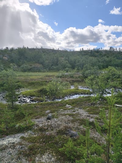 The image depicts a natural landscape with a small stream flowing through it. The foreground is characterized by rocky terrain covered in low-lying vegetation, including mosses and small shrubs. Two young pine trees are visible in the lower right quadrant of the image. The middle ground features the stream, with clear water flowing over stones and rocks. Surrounding the stream are patches of green grass and more low-lying plants, interspersed with larger bushes and trees. In the background, a hillside covered in dense green foliage rises, topped by a line of coniferous trees. The sky above is a mixture of blue sky and fluffy white clouds, with shafts of sunlight breaking through. There are no people or man-made structures visible in the image, suggesting a remote or wilderness setting. The location is identified as Nyby, Norway.
