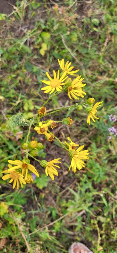 The image shows a close-up of a cluster of yellow wildflowers with green buds and stalks, set against a blurred background of green grass and brown earth. Some of the flowers are fully bloomed, displaying numerous thin, pointed petals radiating from a central yellow disc. Others are in bud form, with tightly closed green sepals. The stems are thin and green, with some appearing slightly fuzzy or hairy. A few dried brown seed heads are also visible among the flowers. In the lower right corner, a portion of a person's foot, wearing a light-colored sandal, is visible, suggesting a human presence in the environment. The overall setting appears to be a natural, outdoor area, possibly a field or roadside, typical of the landscape found in Сырымбет, Kazakhstan.