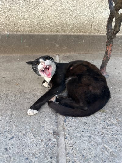 A black and white cat is lying on a concrete surface, with its mouth wide open in a yawn or meow. The cat has black fur with white markings on its chest, paws, and face. Its eyes are yellow and wide open, and its tongue is visible. Behind the cat, a textured, light-colored wall meets a darker, rougher surface. To the right of the cat, a dark, textured tree-like object with reddish-orange markings stands vertically. The concrete surface is gray and appears weathered, with visible aggregate. The scene appears to be outdoors, possibly in an urban or semi-urban environment in Bakay-Ata, Kyrgyzstan.