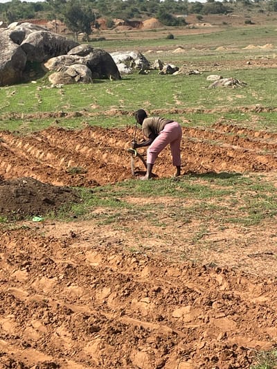 A person is working in a field in Gana Daji, Nigeria. They are bent over, using a tool to till the soil. The field is divided between tilled earth and grassy areas. In the background, there are large rocks and trees.