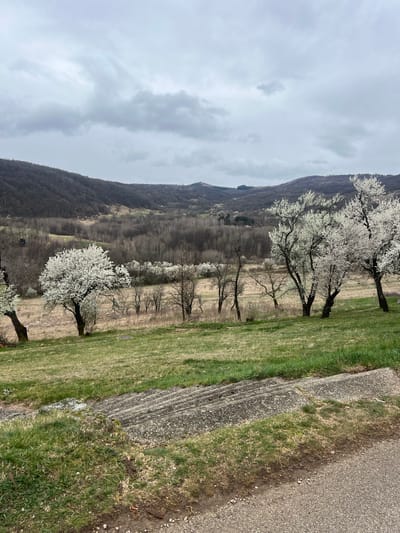 The image displays an expansive rural landscape situated within Despotovac Municipality, Serbia, under a cloudy, overcast sky. The foreground on the lower right shows a section of an asphalt or gravel road. Immediately adjacent to the road, a multi-tiered concrete structure, resembling steps or a sloped retaining wall, is partially covered by green grass and moss. The immediate foreground on the left consists of green grass with patches of dry, straw-colored grass and soil. The midground features a gently sloping field of similar mixed green and pale brown grass. Several deciduous trees are present in this field; multiple trees are in full white blossom, indicative of early spring, while others remain bare or are just beginning to leaf out. A small, dark, circular object, consistent with a manhole cover, is embedded in the grass in the center-left of the midground. The background is composed of a series of rolling hills and mountains, densely covered with predominantly bare deciduous forests, extending across the horizon. A valley filled with similar tree cover separates the midground from these distant hills. A faint, dark structure, possibly an antenna tower or a small building, is discernible on a distant hillside in the upper left portion of the image. No individuals or active subjects are visible within the frame.