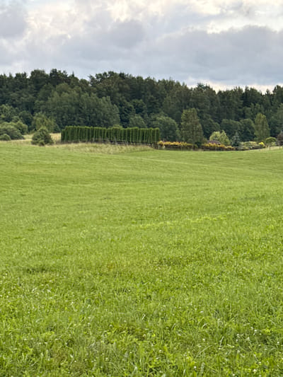 The image depicts a landscape scene in Aukštieji Rusokai, Lithuania. A wide expanse of green grass fills the foreground, dotted with small white flowers. In the middle ground, a line of tall, dark green coniferous trees forms a hedge, separated from the field by a low wooden fence. Beyond the hedge, more trees and some structures, possibly houses with yellow roofs, are visible. The background consists of a dense forest, with deciduous and coniferous trees under a cloudy sky. The overall impression is one of a rural or semi-rural setting. There are no people or animals visible in the image.