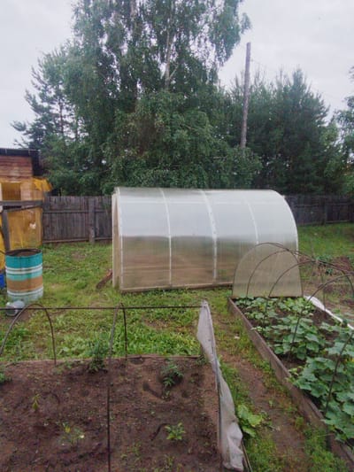 The image depicts a backyard scene in Kirensk, Russia, characterized by a cloudy sky and lush green foliage. A large, transparent greenhouse with a curved roof dominates the center of the frame. To the left of the greenhouse, a wooden structure, possibly a shed, is visible with netting and a chicken inside. Adjacent to the shed, two stacked metal barrels, one teal and one rusty brown, are positioned on the grass. A wooden fence runs horizontally across the middle ground of the image, separating the yard from the background trees. In the foreground, two garden beds are present. The bed on the right contains a small, arched greenhouse covering a row of young plants, appearing to be cucumbers. The bed on the left is an open patch of soil with scattered small plants. The overall environment suggests a rural or suburban setting with evidence of gardening and animal husbandry.
