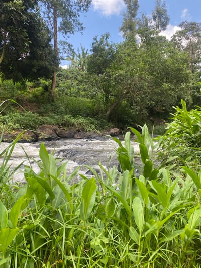 This image depicts a natural outdoor scene in Kianyaga, Kenya. The foreground is densely populated with lush green foliage, primarily broad-leafed plants and various grasses. A river flows through the midground, exhibiting white-water rapids as it cascades over dark, exposed rocks. The riverbanks are heavily vegetated with a mix of trees and shrubs, including what appear to be coffee plants and banana trees on a sloping terrain in the background. A tall, slender tree is visible on the left bank. The sky above is clear blue with scattered white clouds, visible through the tree canopy. No individuals or man-made objects are present in the scene.