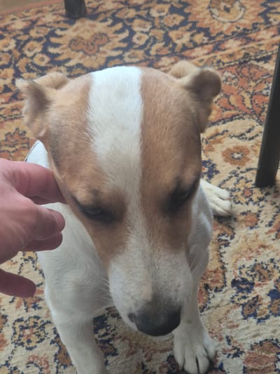 The image captures a close-up view of a Jack Russell Terrier mix dog, predominantly white with tan markings on its head and ears, as its owner's hand gently strokes its head. The dog appears to be sitting on an Oriental-style rug, characterized by its intricate patterns in shades of orange, blue, and beige. The background is blurred, suggesting a shallow depth of field. A dark, vertical object, possibly a table leg or furniture, is partially visible on the right side of the frame. The lighting is moderate, casting soft shadows. The scene is domestic, likely taking place indoors within a residence in Unatsite, Bulgaria.