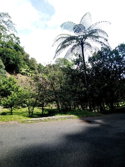 The image depicts an outdoor environment in Hinabangan, Philippines, under a partly cloudy sky. In the foreground, a dark gray asphalt road runs horizontally, exhibiting subtle variations in color from sunlight and shadow, with a small wet area visible on the right. A low, light gray concrete curb separates the road from a strip of green grass. Beyond the grass, a natural and partially landscaped area features several small, leafy green trees. Further back and to the left, a sloped hillside is visible, containing terraced sections with uniformly spaced small green plants or bushes. The upper left portion of the slope is densely covered with larger green trees. On the right side of the image, a tall tree with distinctive, finely branched, fan-shaped fronds dominates the upper half, rising above a dense cluster of other green trees. No individuals, animals, or vehicles are present.
