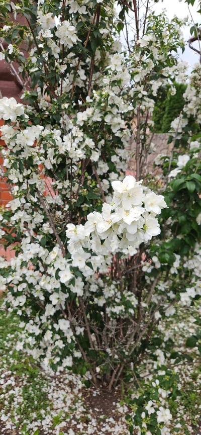 The image depicts a dense flowering bush with abundant white blossoms and green leaves. The bush is situated outdoors, with a brick wall visible on the left side and a blurred background suggesting a garden or natural setting. Some fallen white petals are scattered on the ground beneath the bush, interspersed with green grass and soil. The overall scene appears to be in a residential or park area. The location is specified as Рождествено, Russia. There are no people or animals present in the image.