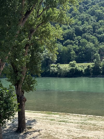 The image depicts a serene natural landscape, likely a riverbank scene. In the foreground, the gnarled branches of a large tree with lush green leaves extend across the frame, some resting on a sandy bank. The river itself occupies the middle ground, its greenish-blue water reflecting the sky and the surrounding vegetation. The far bank of the river is lined with a dense forest of green trees, creating a dark, verdant backdrop. A strip of light-colored, sandy ground runs alongside the river. In the distance, a grassy embankment is visible, with a few scattered trees and what appear to be vehicles parked along a road. The scene suggests a warm, sunny day, given the bright lighting and clear visibility. The overall mood is tranquil and peaceful, inviting contemplation of nature's beauty. There is no visible text in the image.