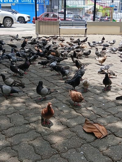 A flock of pigeons congregates on a paved surface in an urban setting, likely in the city of Santiago Oeste, Dominican Republic. The pigeons exhibit a variety of plumage colors, including gray, black, white, and brown. They are depicted in various states of activity, with some standing, some foraging, and some in mid-flight. The ground is composed of interlocking paving stones, showing some wear and tear. In the background, a white SUV is visible parked on the street, and further beyond, a fence encloses an area with a bench and some vegetation. The scene appears to be outdoors, under daylight conditions, with shadows cast by an overhead structure or trees, suggesting a partly shaded environment.