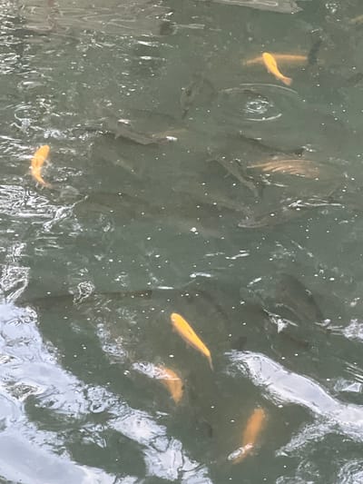 The image shows a school of fish swimming in murky, dark green water. Some of the fish are a bright orange or yellow color, while others are darker and blend in with the water. The surface of the water is rippled and reflects the light, with some small white specks that could be bubbles or debris. The overall impression is of a natural body of water with a significant population of fish. The location in Tokmok, Kyrgyzstan is not specified by any visual cues in the image.