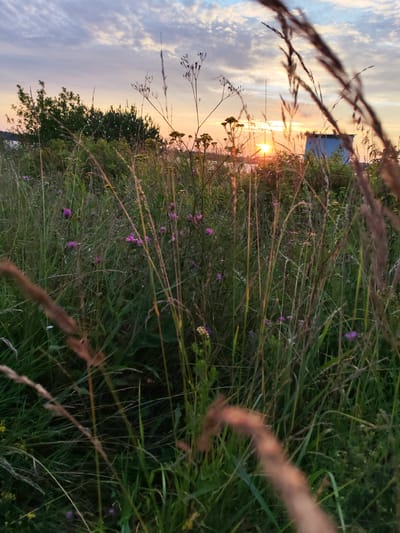 An outdoor, low-angle, medium shot captures a field of tall grass and wildflowers during sunset, with the sun setting behind a structure in the distance. The foreground is dominated by blurred stalks of grass, with sharp focus on the wildflowers, some purple, in the mid-ground. The background features a hazy view of trees and a small, light blue building. The sky is a mix of orange and pink hues, with scattered clouds. The scene is located in Chelganovo, Russia. There are no people or animals visible in the image.