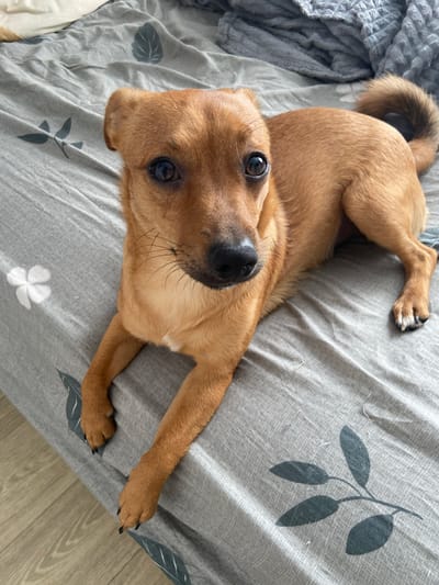 A medium-sized, light brown dog lies on its back on a patterned gray bed sheet. The dog faces the camera with its head tilted. The bed sheet has printed leaf and flower designs. A crumpled gray blanket is visible in the upper left corner of the image. The dog has black nails. The location cannot be confirmed.