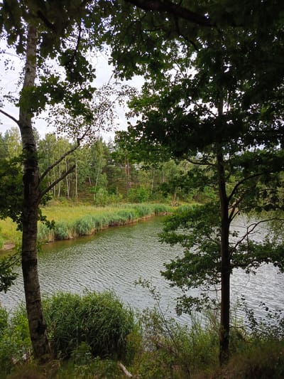 The image depicts a serene lakeside scene in Bolesławice, Poland. A calm body of water, with gentle ripples on its surface, dominates the lower half of the frame. The water is bordered by lush green reeds and grasses along the bank. In the background, a dense forest with a mix of deciduous and coniferous trees covers a gently sloping hillside. The sky above is overcast, casting a diffused light on the landscape. Two prominent trees, one with a lighter, textured bark and another with darker bark, frame the view from the foreground, their branches and leaves creating a dappled canopy. There are no people or animals visible in the image. The overall impression is one of natural tranquility and undeveloped wilderness.