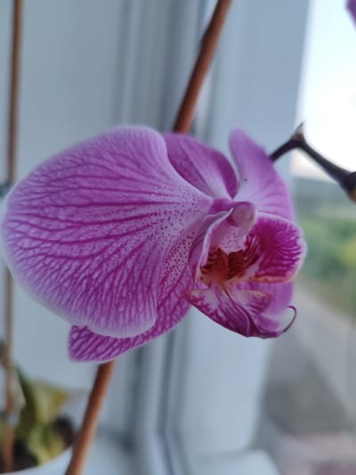 A close-up, low-angle, vertical shot shows a single pink orchid bloom with purple stripes and speckles. The flower is in focus, with its delicate petals extending towards the left side of the frame. The background is blurred, showing a window with a bright sky and some greenery outside, suggesting an indoor setting near a window. The orchid's stem is visible, extending upwards and to the right. The scene appears to be from Cherneshchyna, Ukraine.