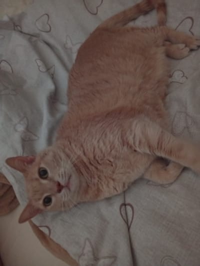 A ginger cat is lying on a beige patterned fabric, possibly a blanket or bedsheet with heart and butterfly designs. The cat is facing the camera, with its head tilted to the side and its eyes wide open. The fabric is slightly wrinkled, suggesting it is soft and pliable. The image does not contain any information about the city of Civitanova Marche, Italy, or any humans. The focus is solely on the cat and its immediate surroundings.
